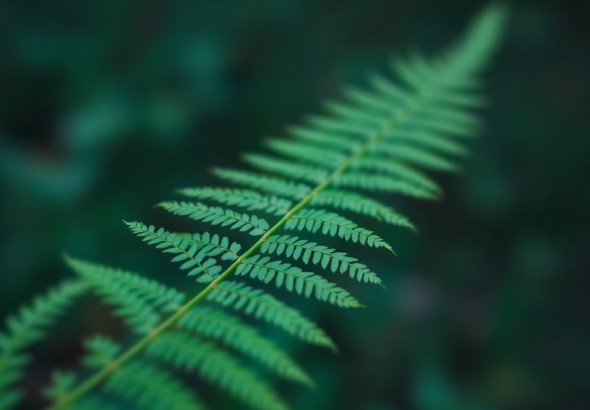 Fern Health Image